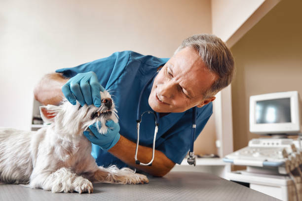 Best Same-Day Emergency Dental Services in Lincoln Rk, PA